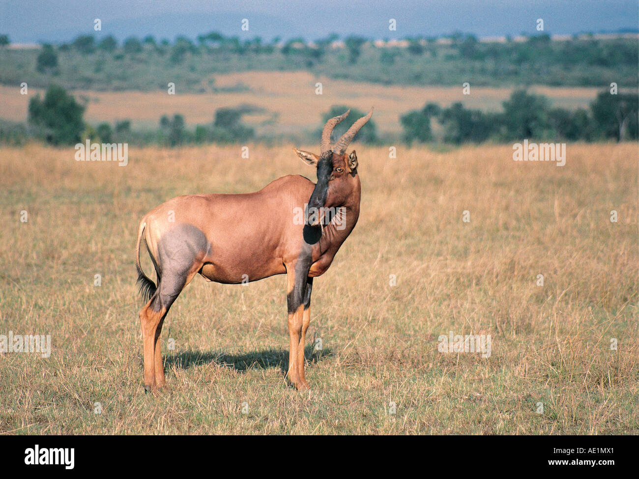 Male Topi standing on short grass in the Masai Mara National Reserve Kenya East Africa Stock Photo