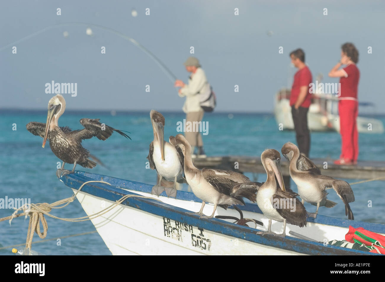 A group of pelicans and fisherman on a sailing boat Los Roques Venezuela South America Stock Photo