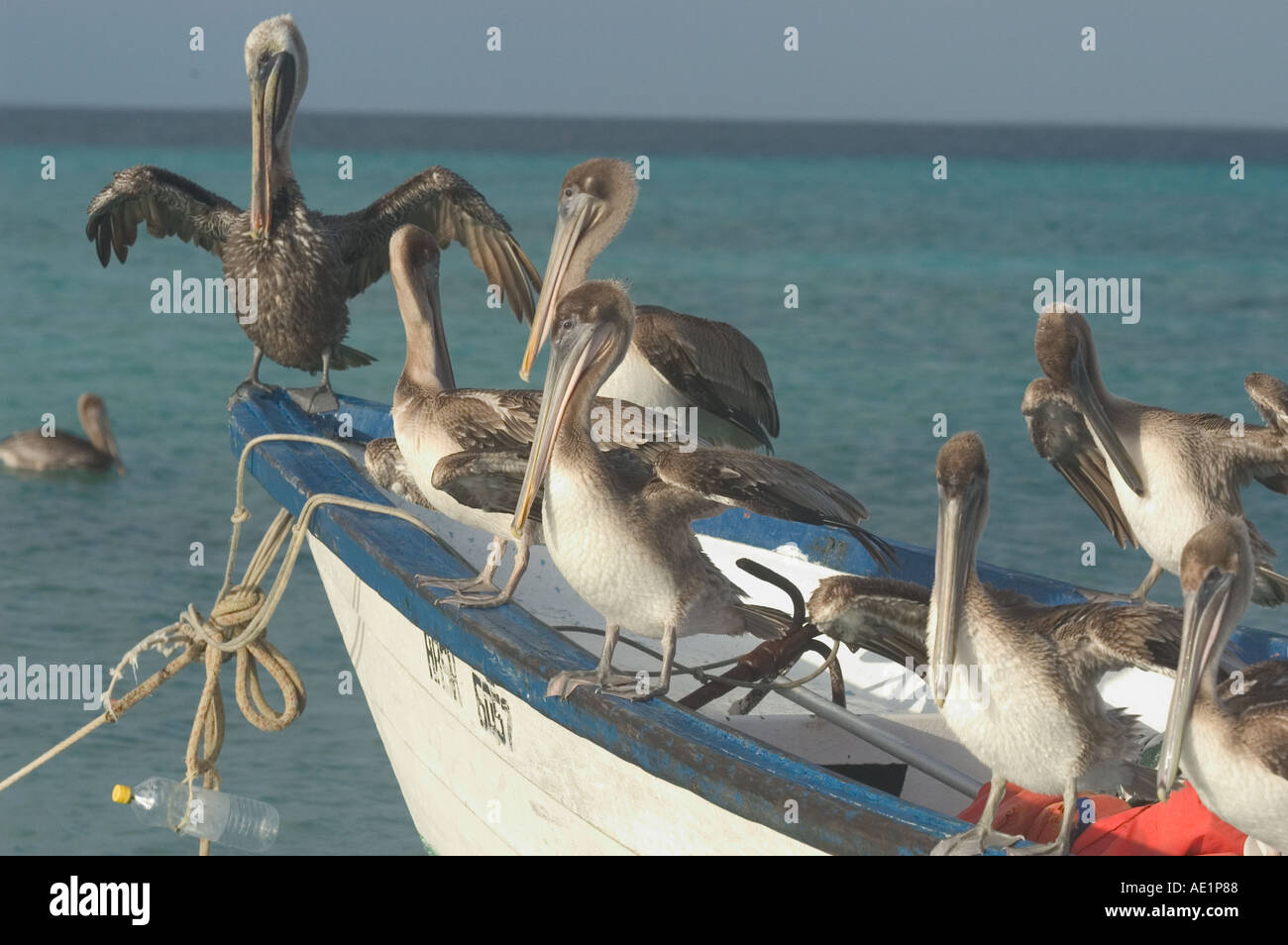 A group of pelicans on a sailing boat Los Roques Venezuela South America Stock Photo
