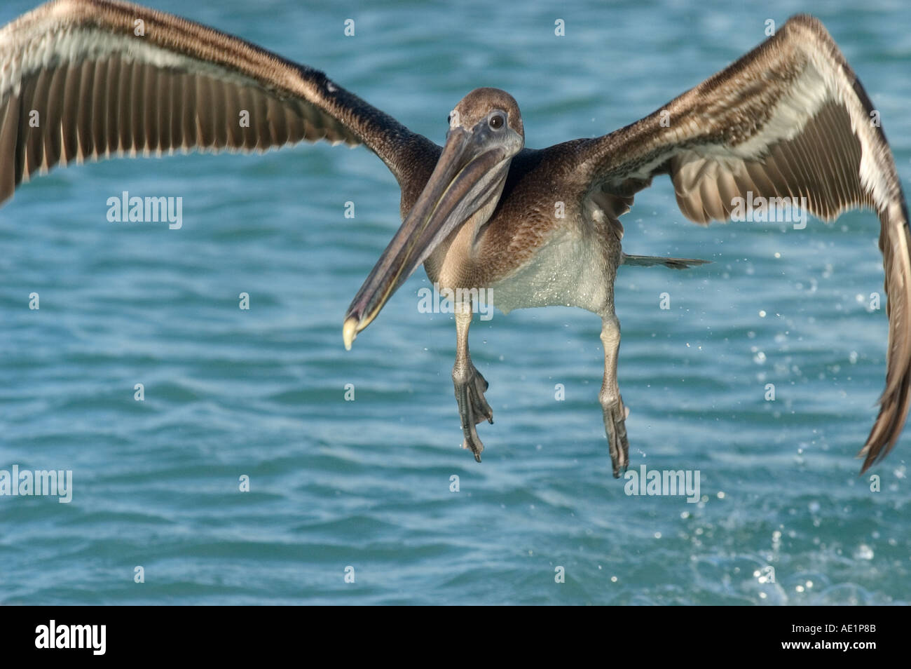 A flying pelican Los Roques Venezuela Stock Photo