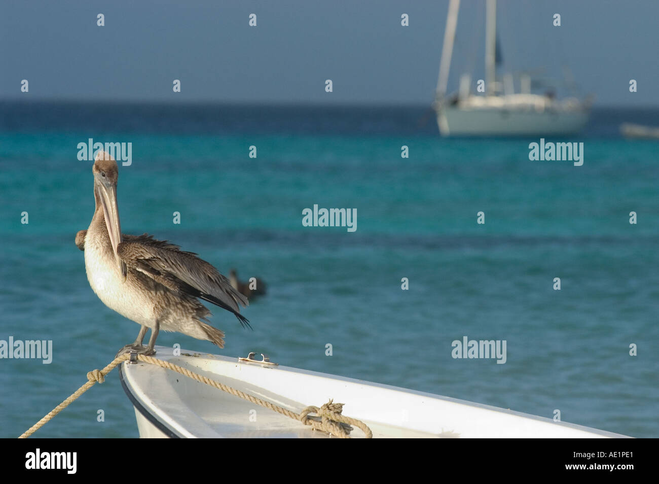 A pelican onboard Los Roques Venezuela South America Stock Photo