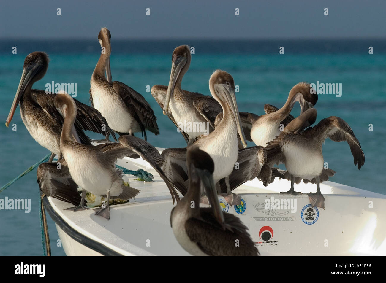 Group of pelicans onboard Los Roques Venezuela South America Stock Photo