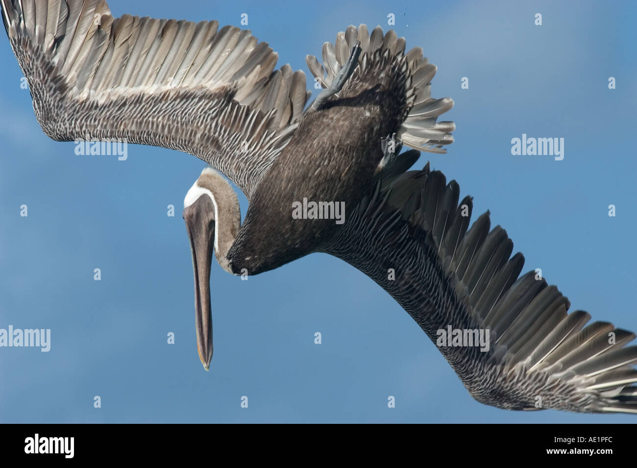 View of a flying pelican Stock Photo