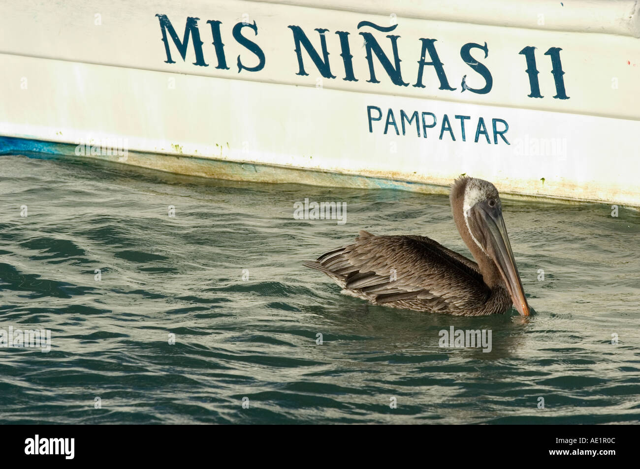 A pelican at sea Los Roques Venezuela South America Stock Photo