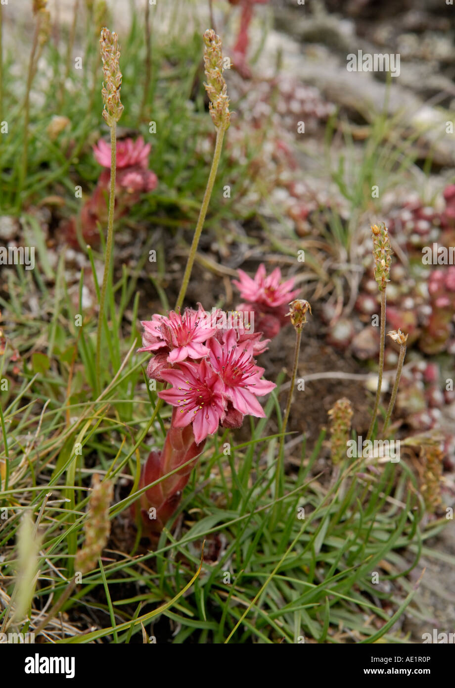 Sempervivum sp commonly known as houseleeks or liveforever flowers in an alpine meadow Stock Photo