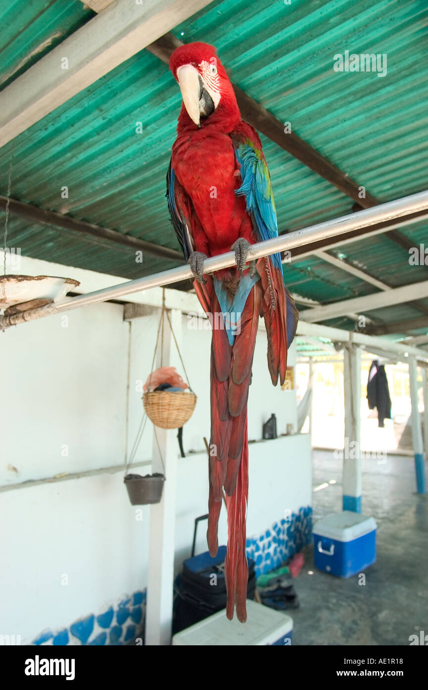 A perched red blue and green parrot Los Roques South America Stock Photo