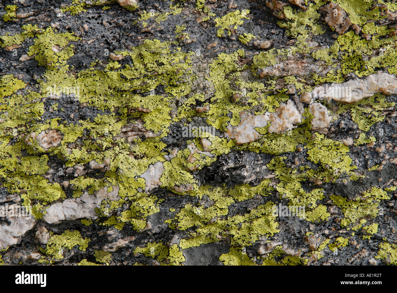 Crustose lichen Stock Photo