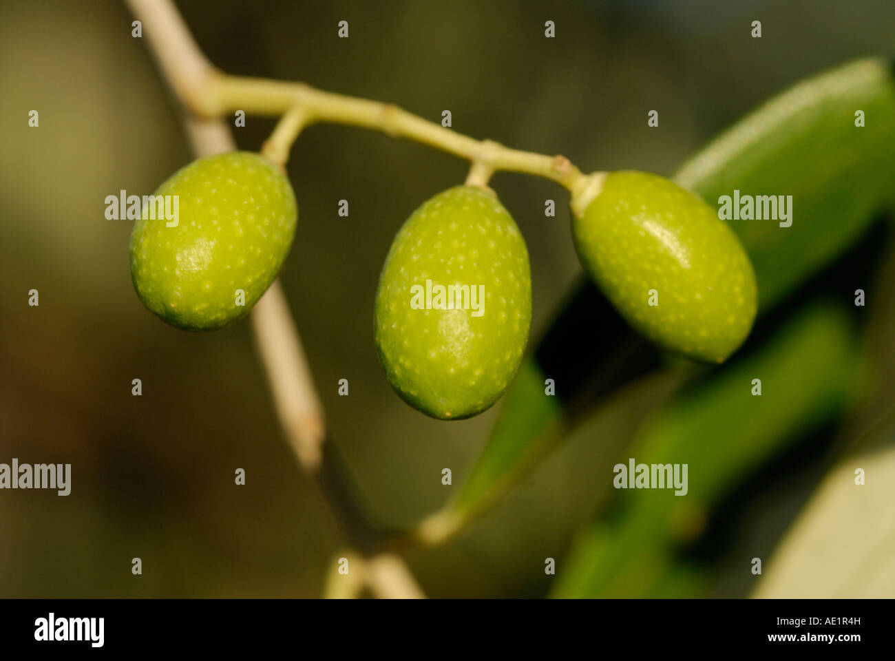 Olives on tree branch, Tuscany Stock Photo