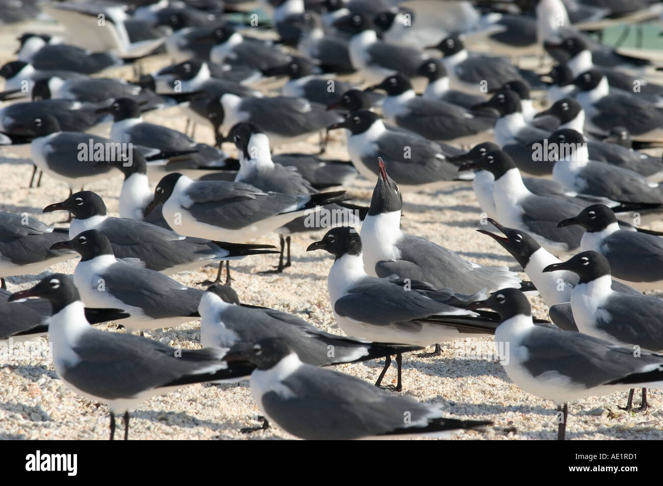 A group of birds upon a surface of biscuit colored sand Los Roques Venezuela South America Stock Photo