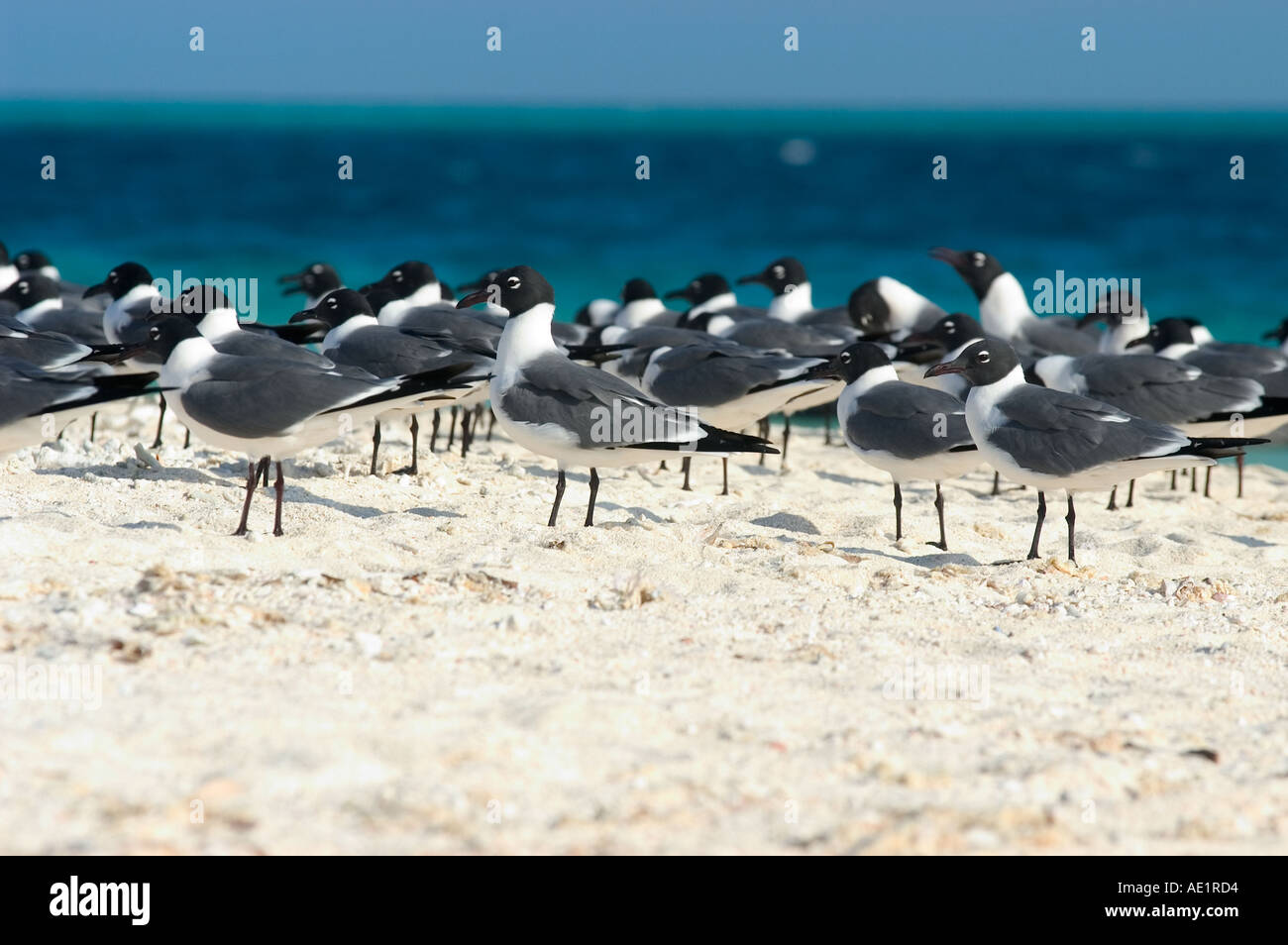 A group of birds upon a surface of biscuit colored sand at the water s edge Los Roques Venezuela South America Stock Photo