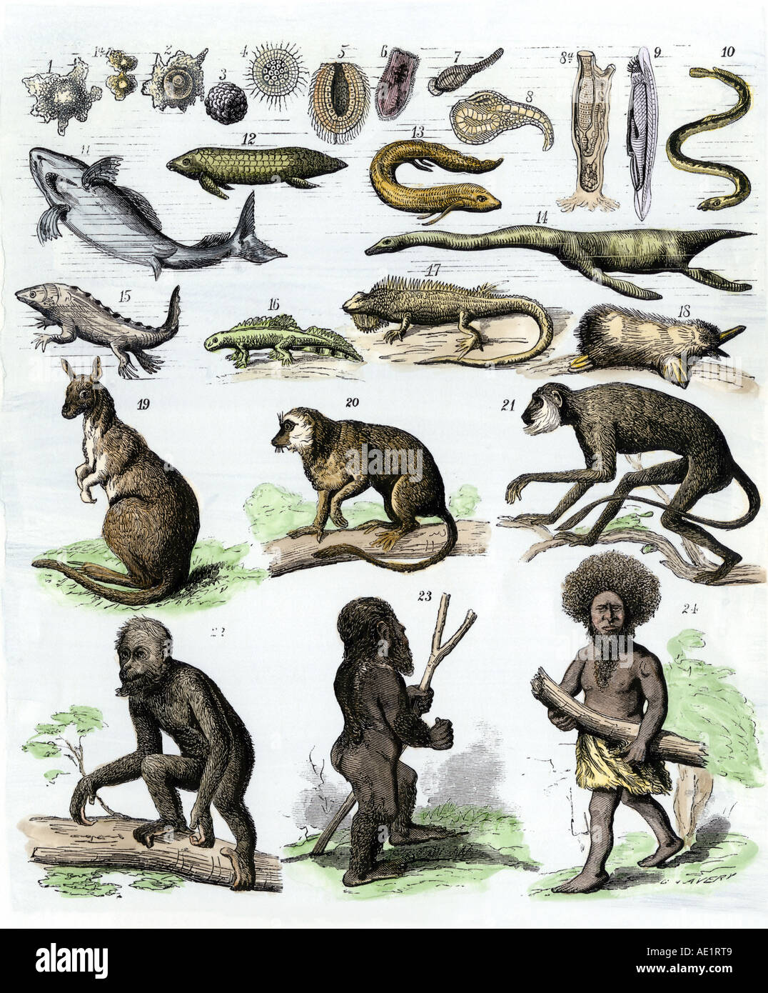 Theory of the descent of man as illustrated in the 1870s. Hand-colored woodcut Stock Photo