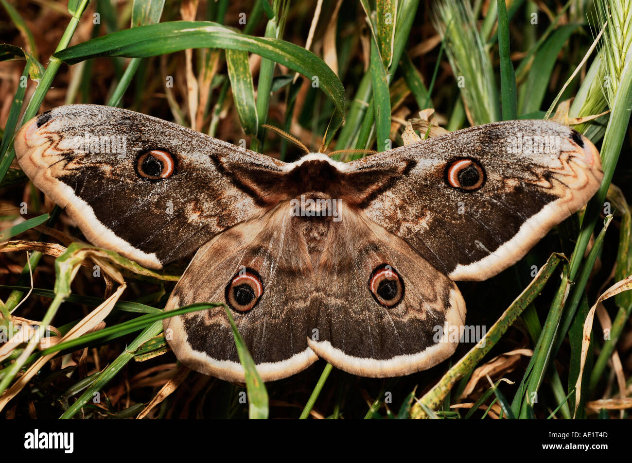 Large broad wings hires stock photography and images Alamy