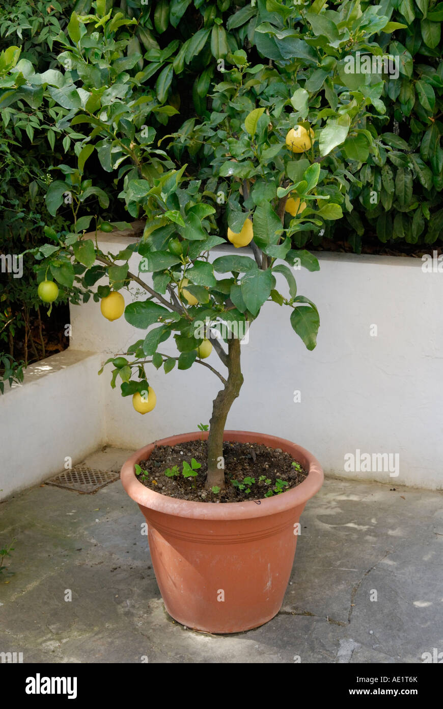 Lemon Citrus sp tree, florence Italy Stock Photo