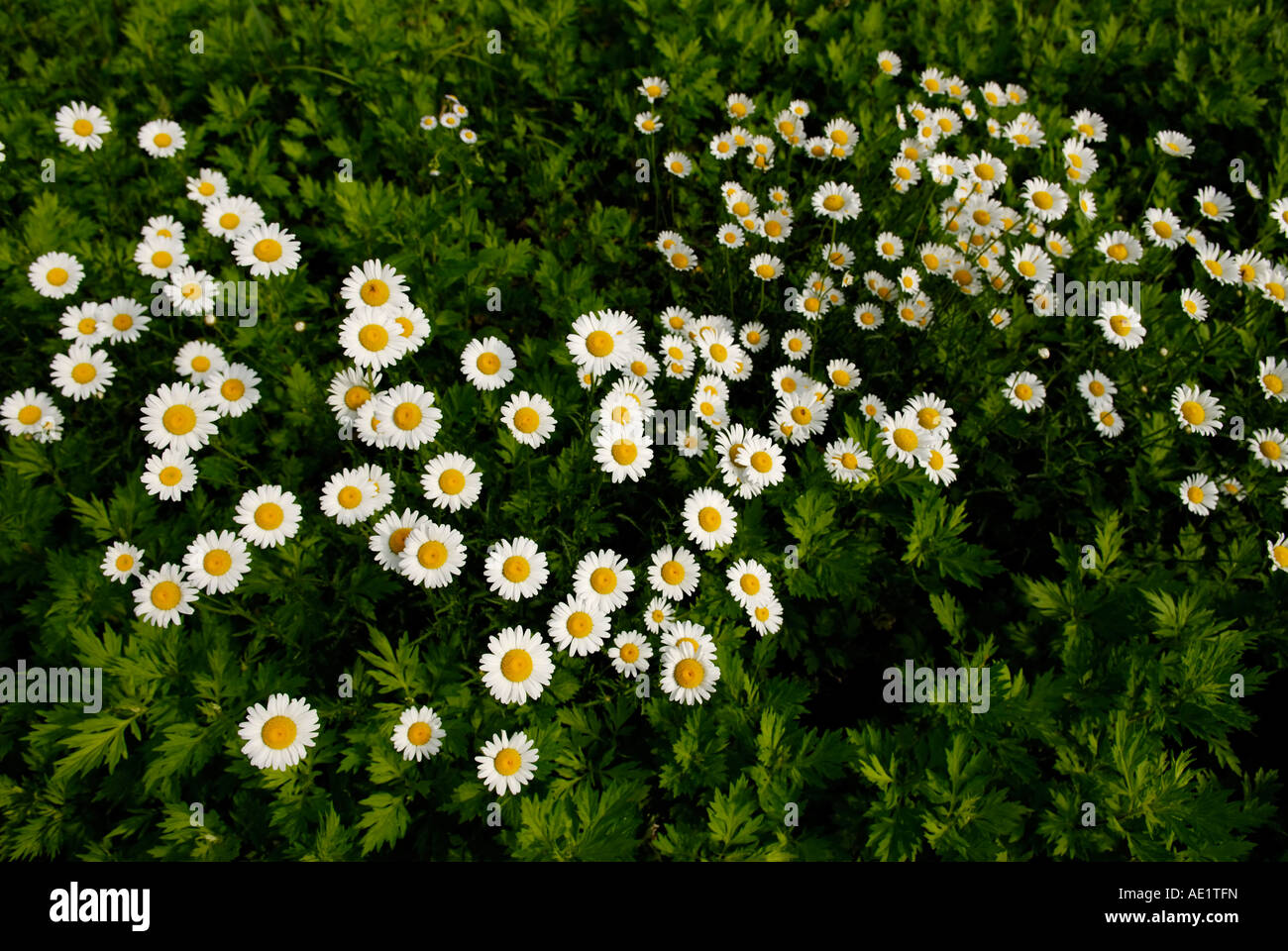 Oxeye daisies Leucanthemum vulgare Sterling Forest New York Stock Photo