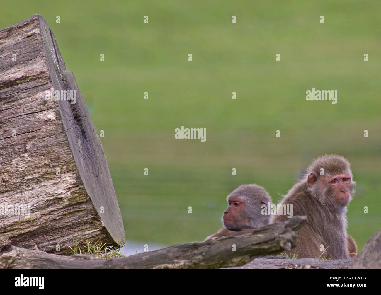 Sariska wildlife sanctuary hi-res stock photography and images - Alamy