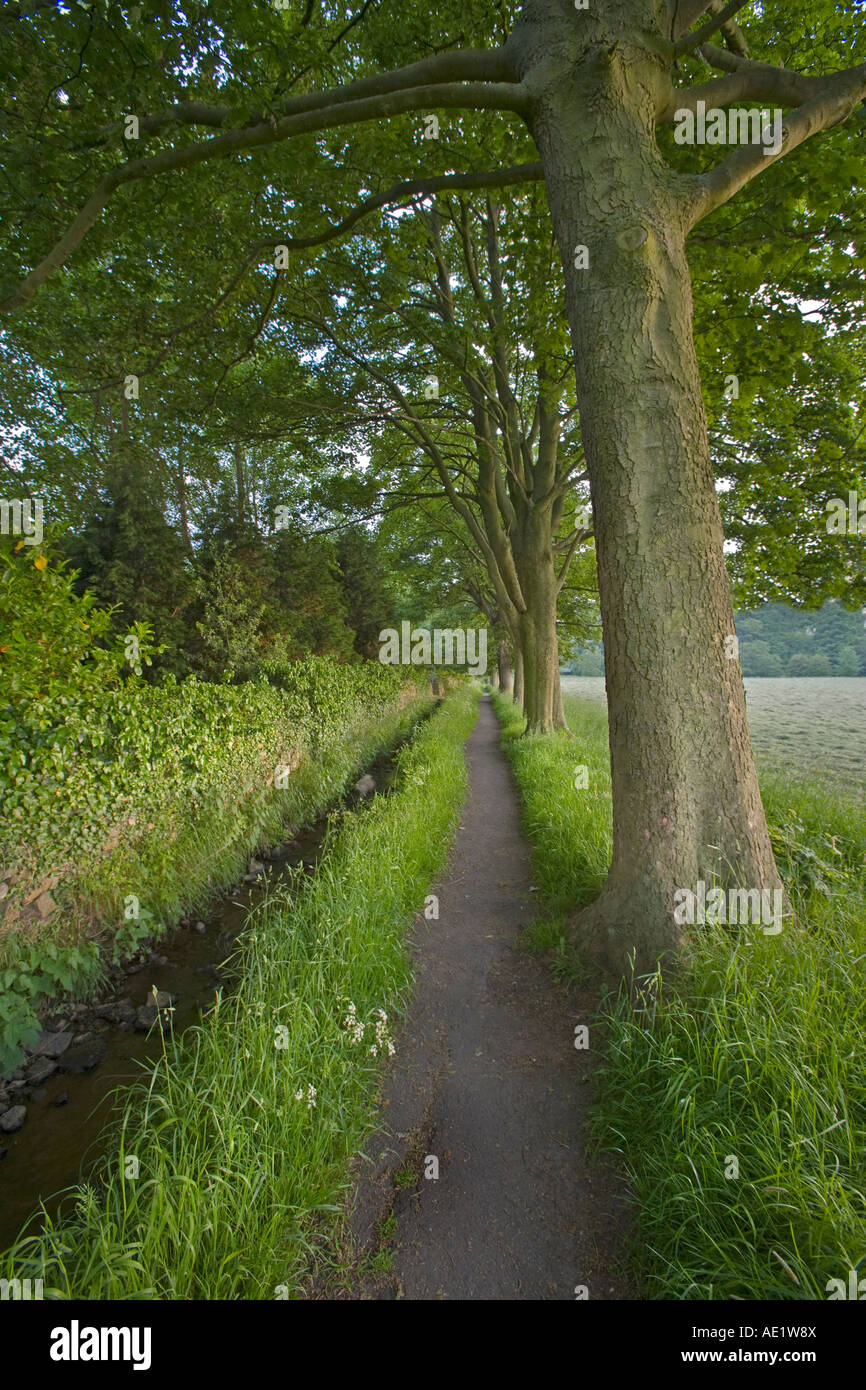 Rural footpath on a summers evening Stock Photo