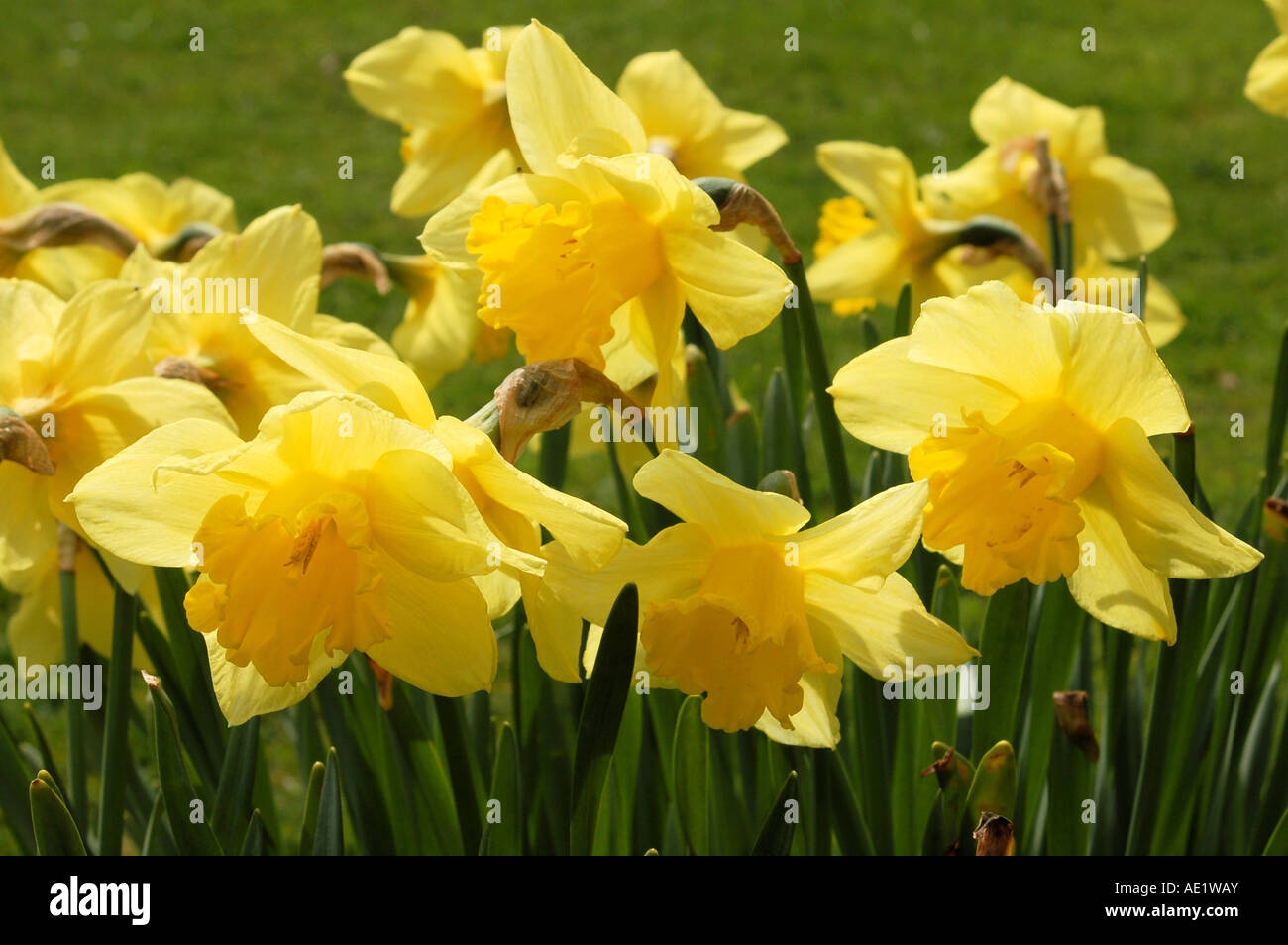 Welsh daffodil hires stock photography and images Alamy