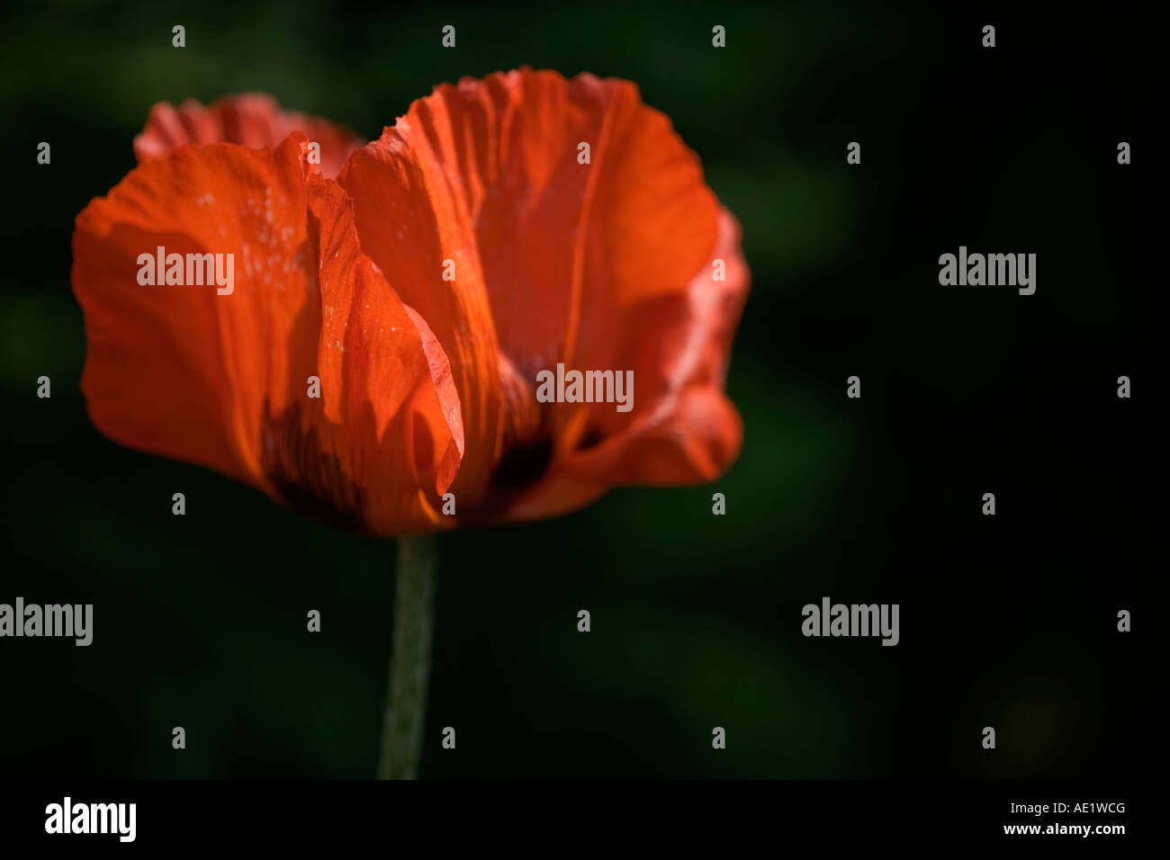 Papaver orientale, Oriental poppy Stock Photo