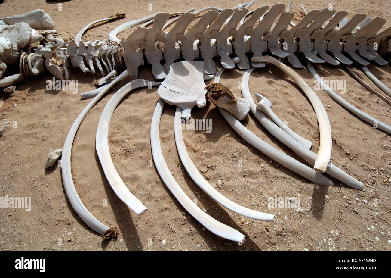 Bones of a washed up whale along the Mauritanian coast Stock Photo