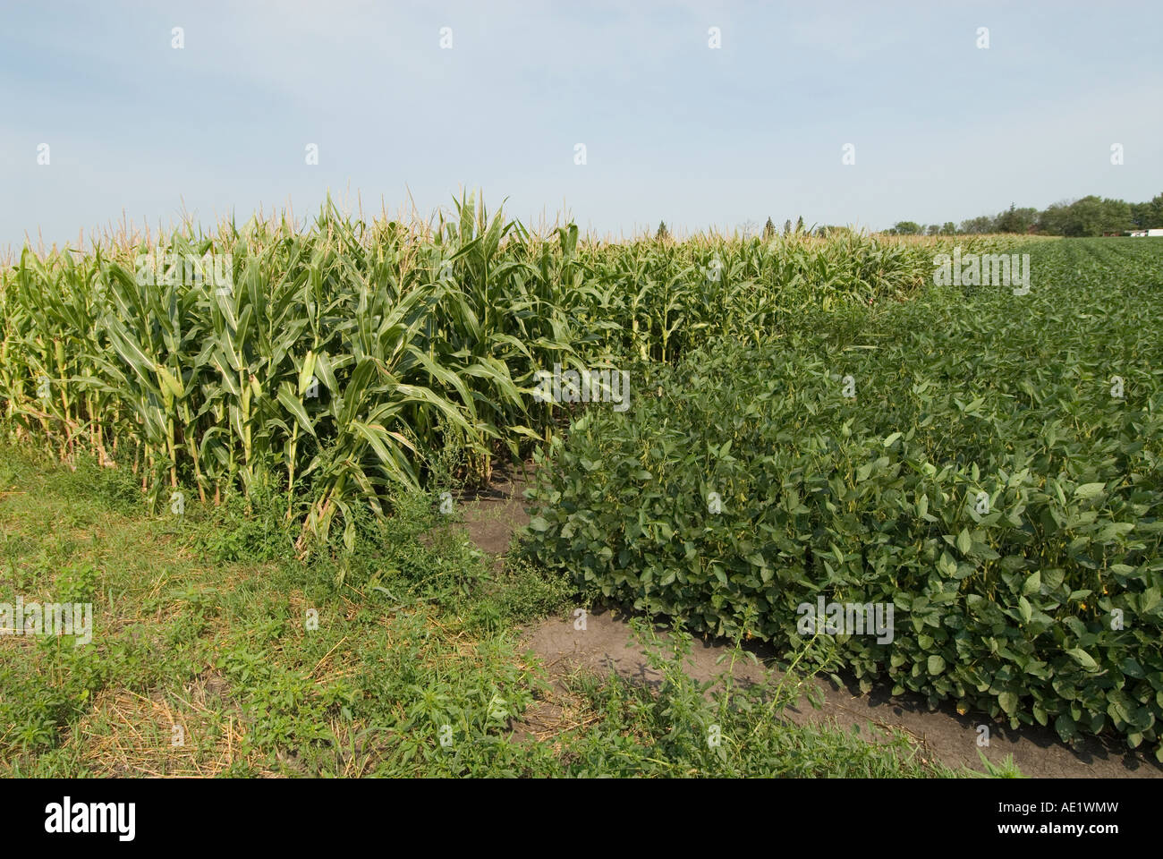 Minnesota agriculture corn and soybeans are the two main crops of Southern Minnesota Shown here growing together Stock Photo