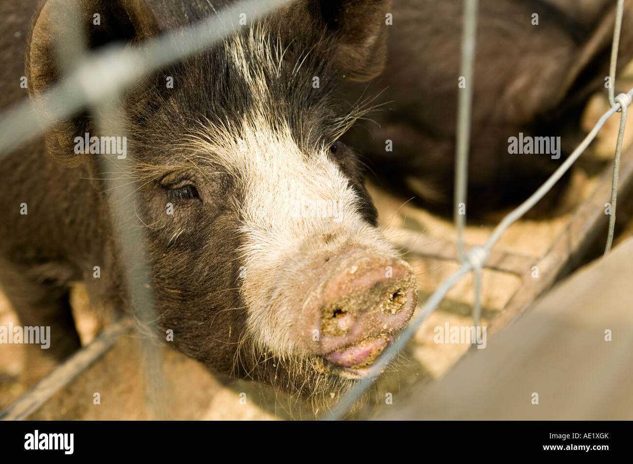 Berkshire Pig UK 2007 Stock Photo