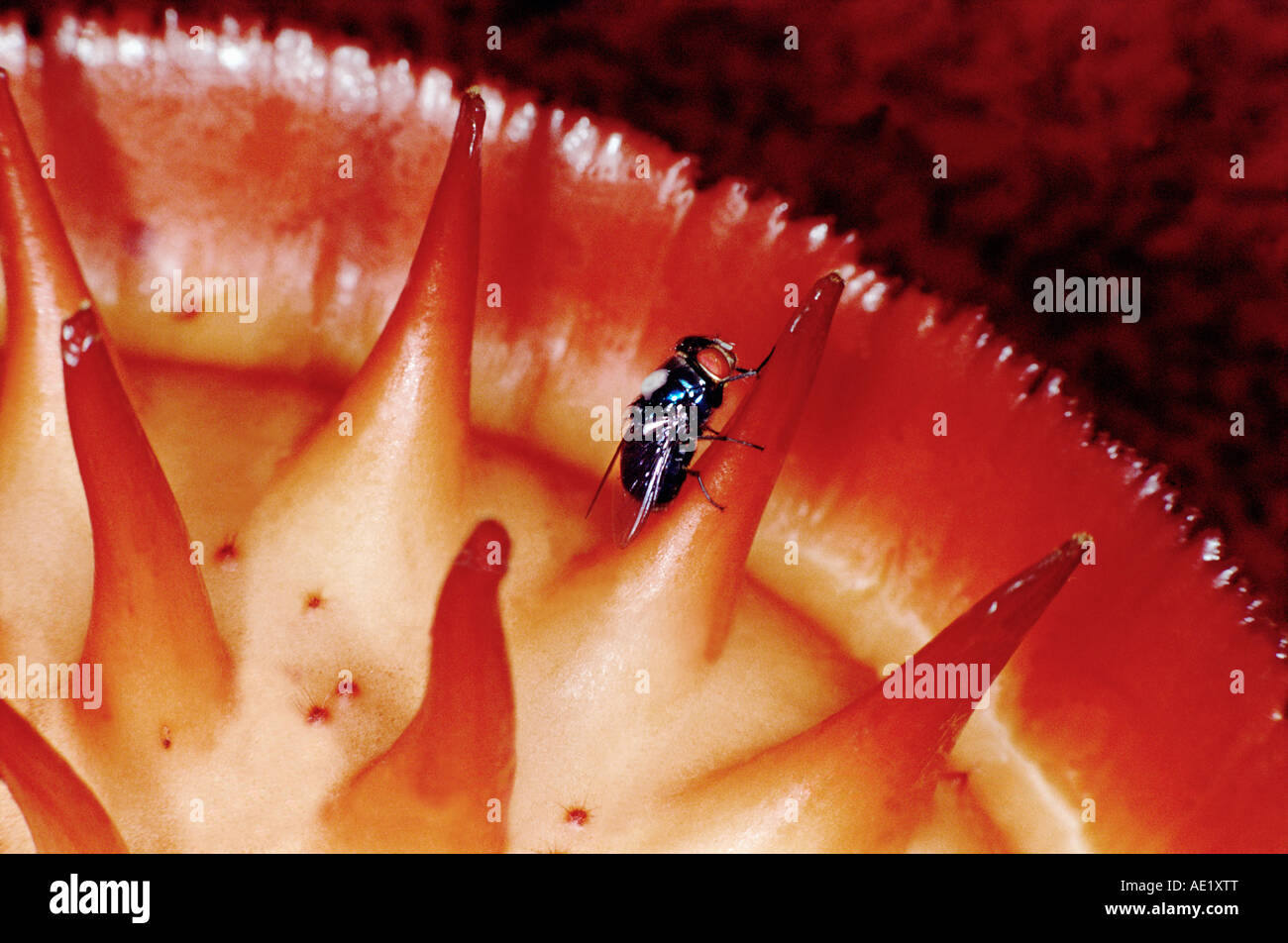 RAFFLESIA ARNOLDII Stock Photo Alamy
