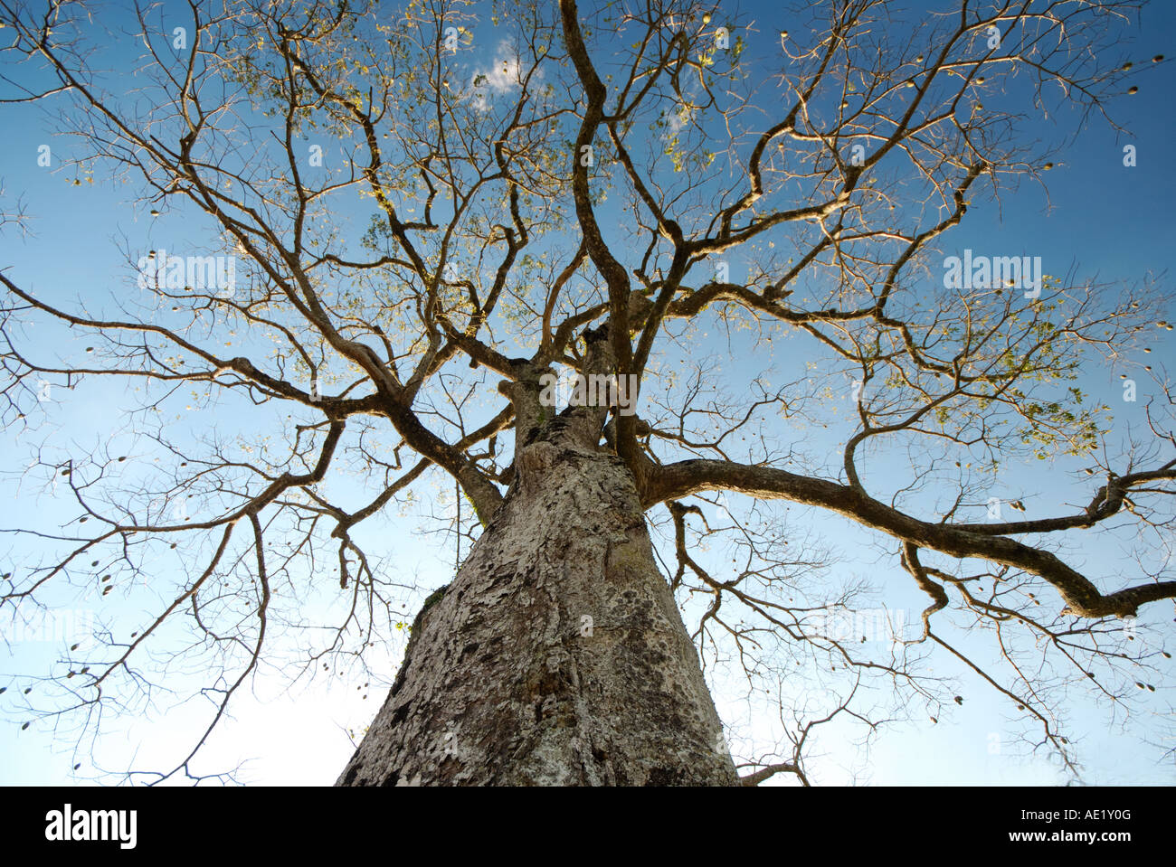 Big silk cotton tree stock photo alamy