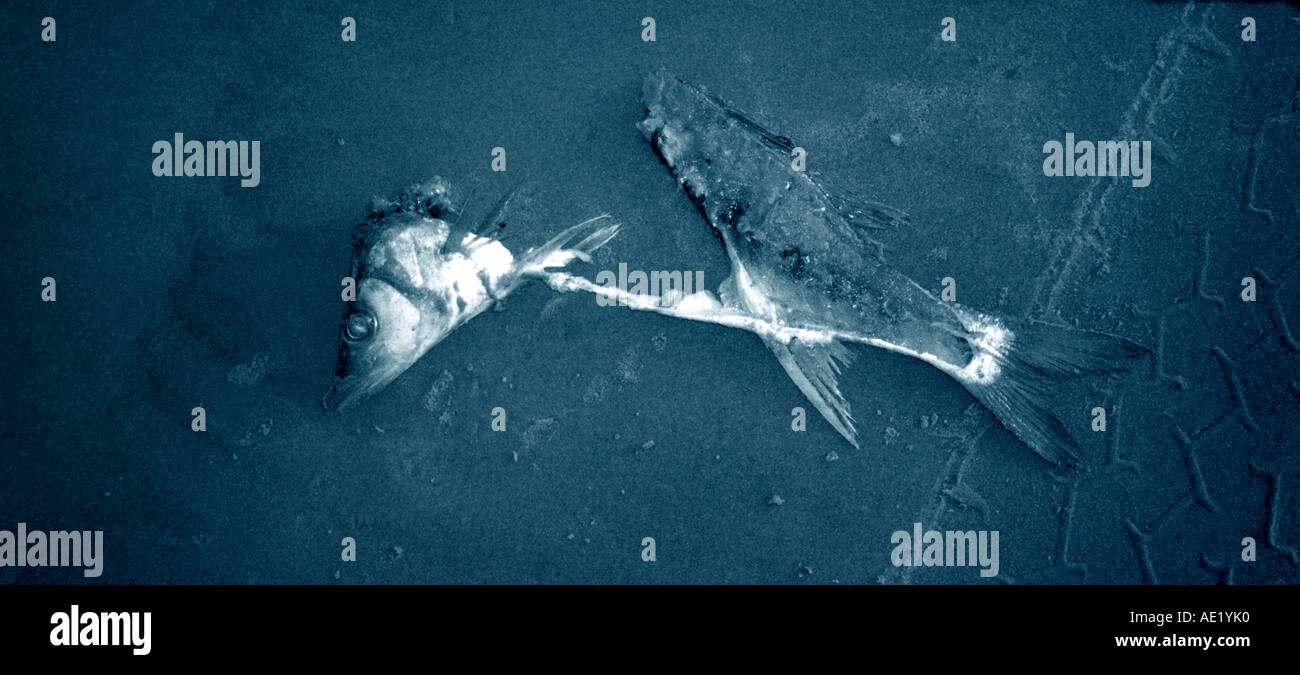 Brazil fish pollution hi-res stock photography and images - Alamy