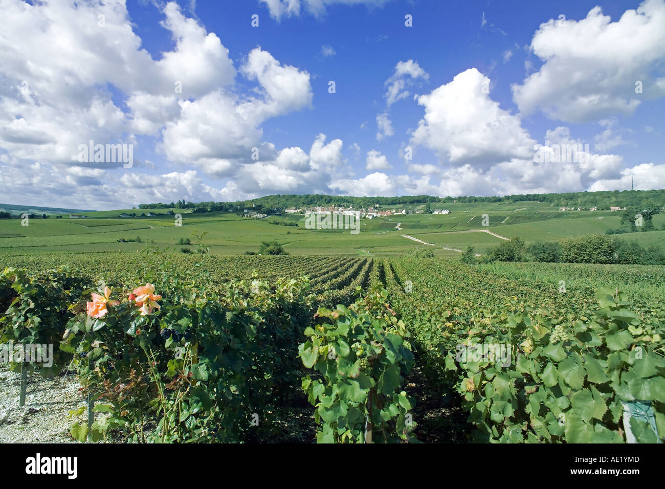 Panoramic champagne vineyard hires stock photography and images Alamy
