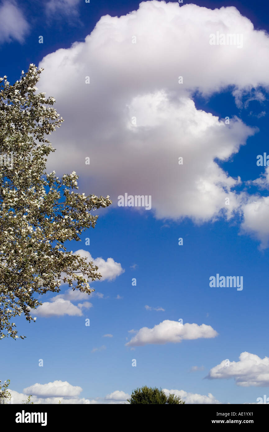 Tree and puffy white clouds in a blue sky Stock Photo - Alamy