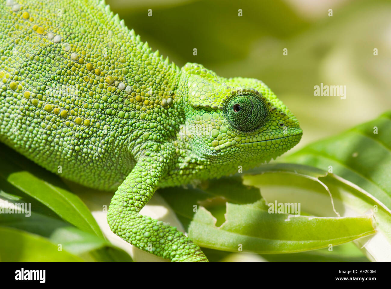 Green chameleon looking behind Stock Photo