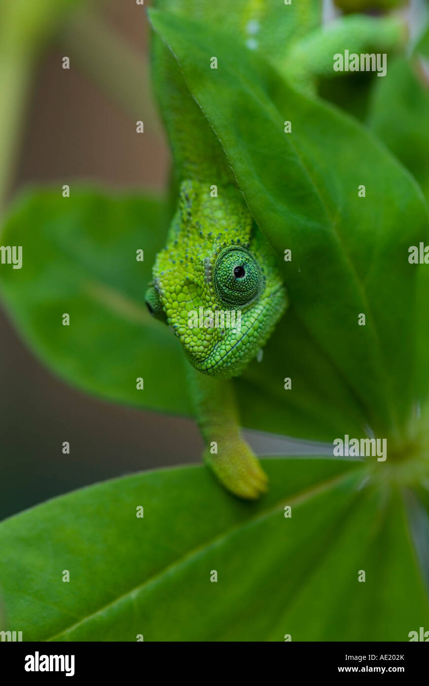 Green chameleon Stock Photo