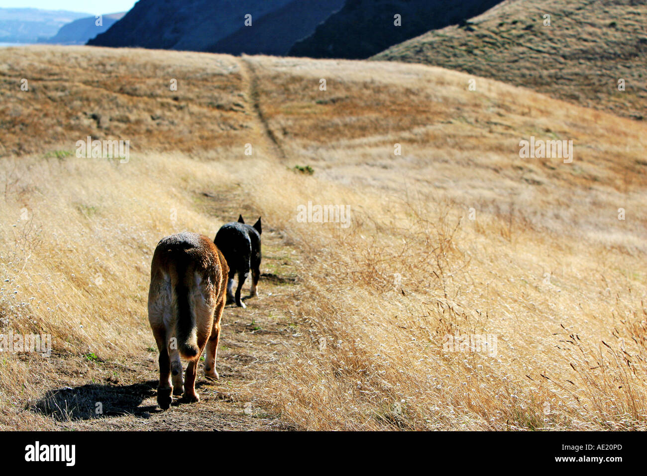 Dry Summer dogs animals Stock Photo - Alamy