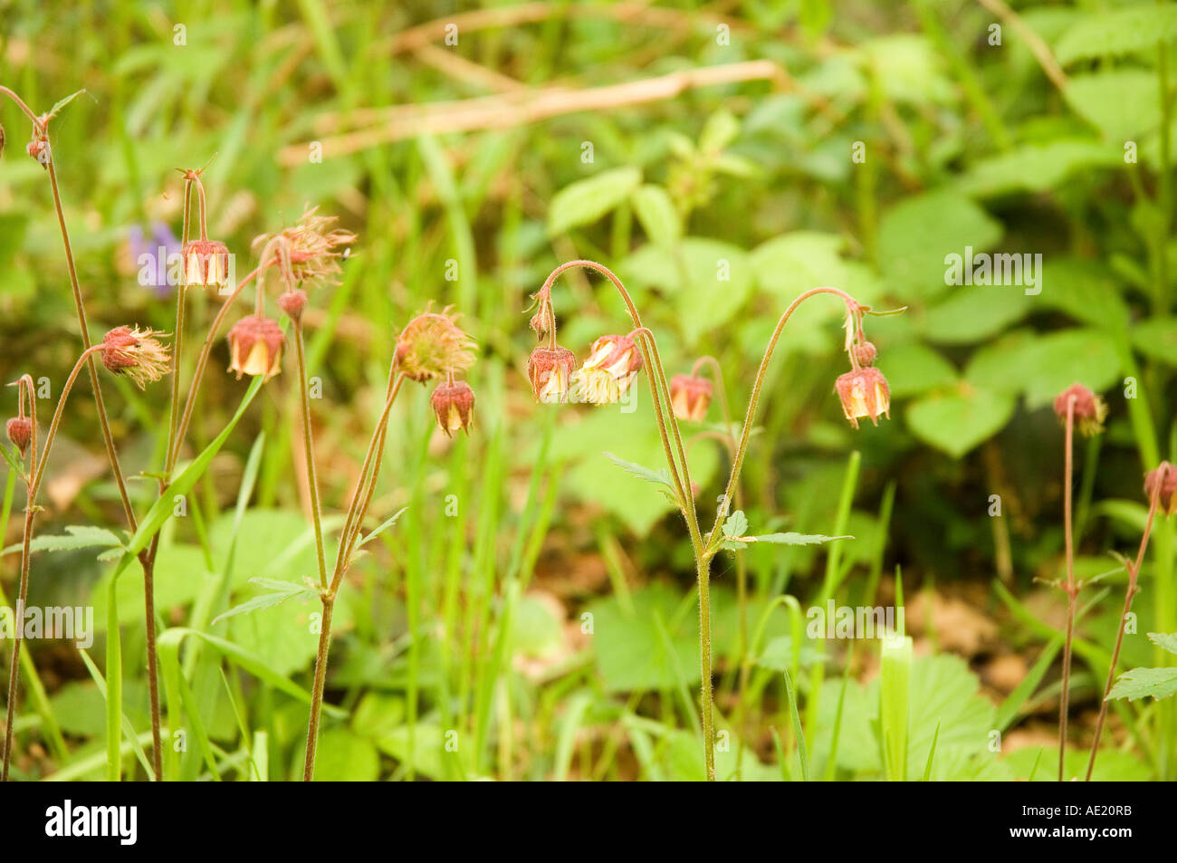 Close up of Geum rivale water avens flower flowers wild England UK United Kingdom GB Great Britain Stock Photo