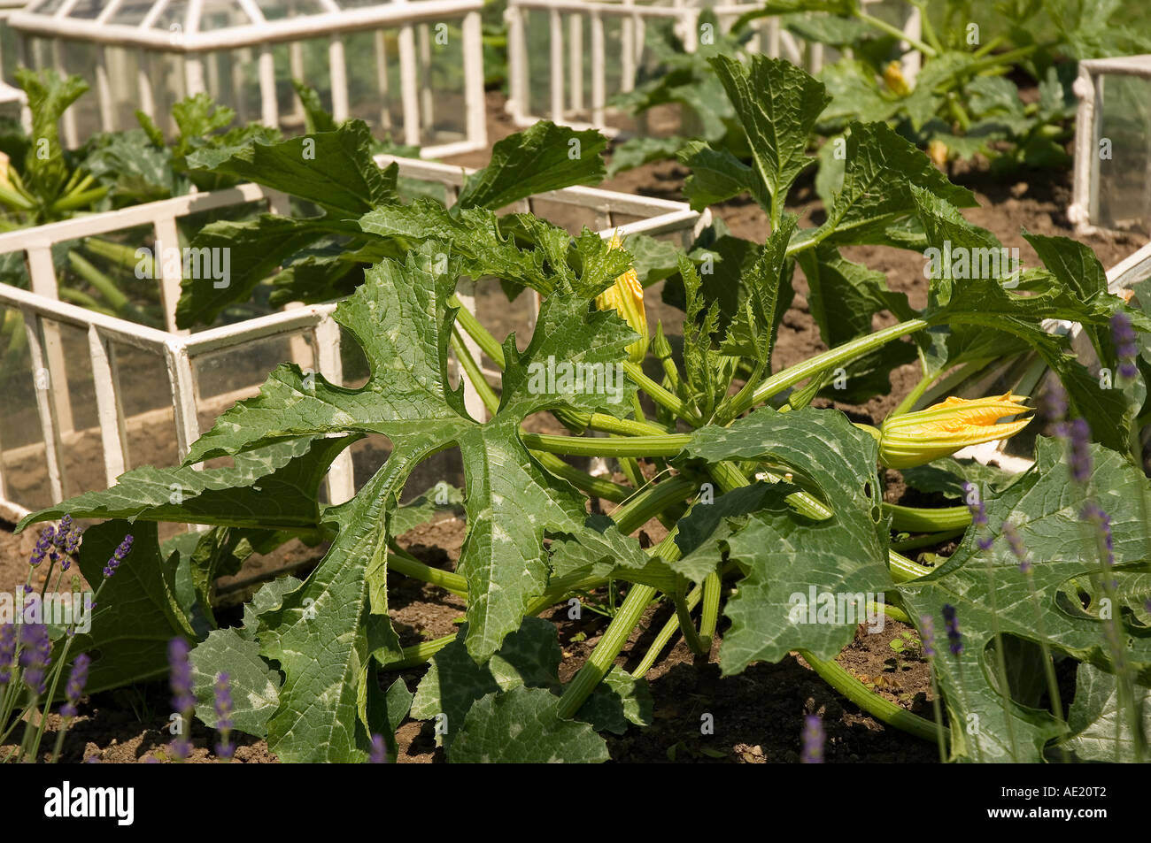 Close up of Courgettes courgette growing in vegetable garden England UK United Kingdom GB Great Britain Stock Photo