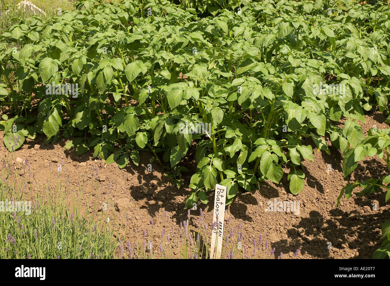 Potato potatoes plant plants growing in a vegetable patch garden in summer England UK United Kingdom GB Great Britain Stock Photo