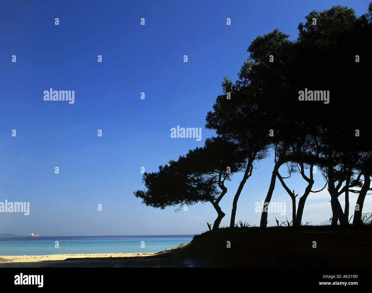 pines at coastline of bahia de alcudia island of mallorca balearic islands spain Stock Photo