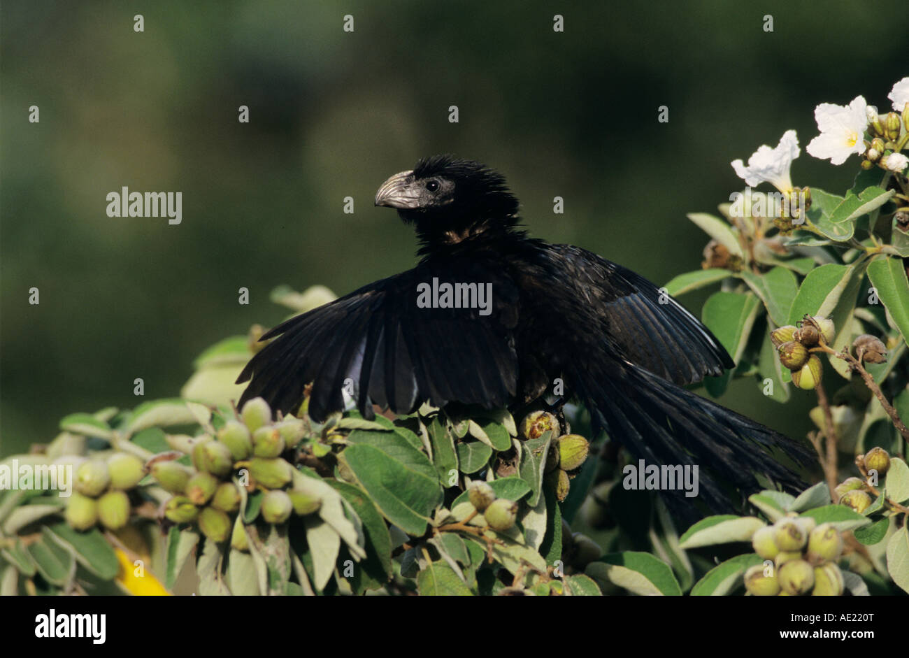 Groove-billed Ani Crotophaga sulcirostris adult sunbathing on Mexican Olive Tree Cameron County Rio Grande Valley Texas USA Stock Photo