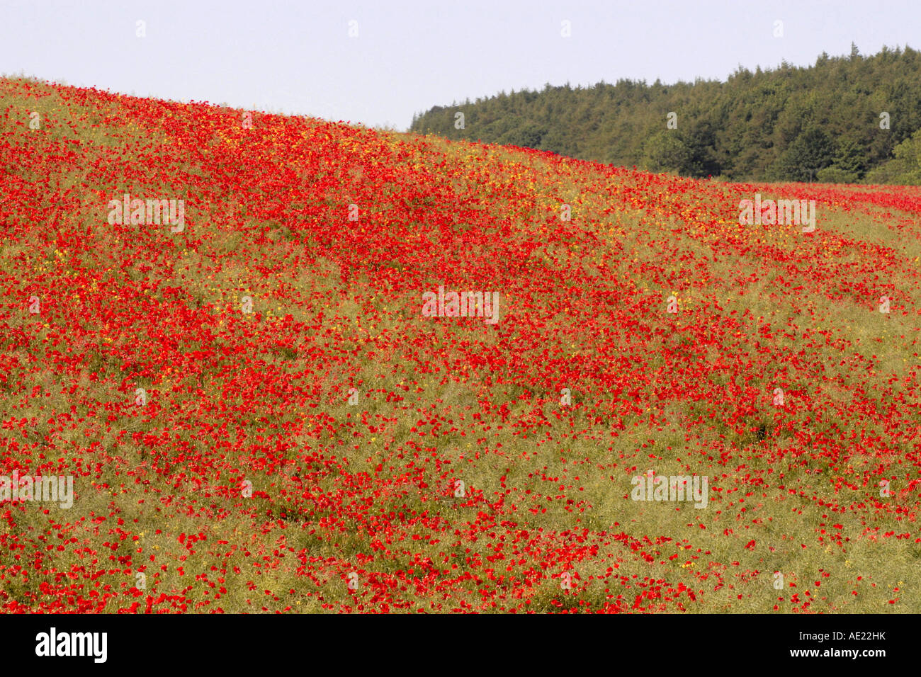Papaver rhoeas East Ayton North Yorkshire UK Stock Photo Alamy