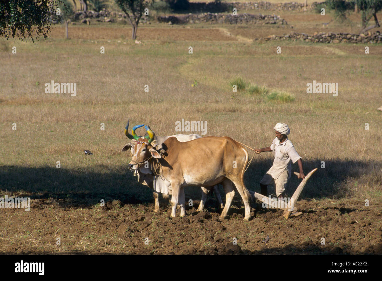 India Rajasthan farmer labouring his field Stock Photo