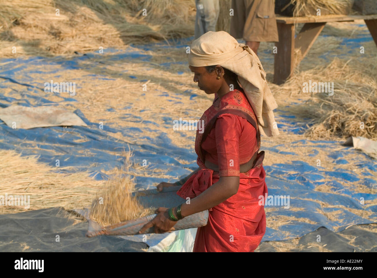 A rice harvesting place where a women is sieving husk Stock Photo - Alamy