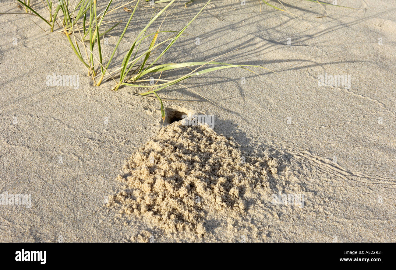 An entrance to a crabhole on a sandy beach with salt tolerant grass growing in the sand in the background. Stock Photo