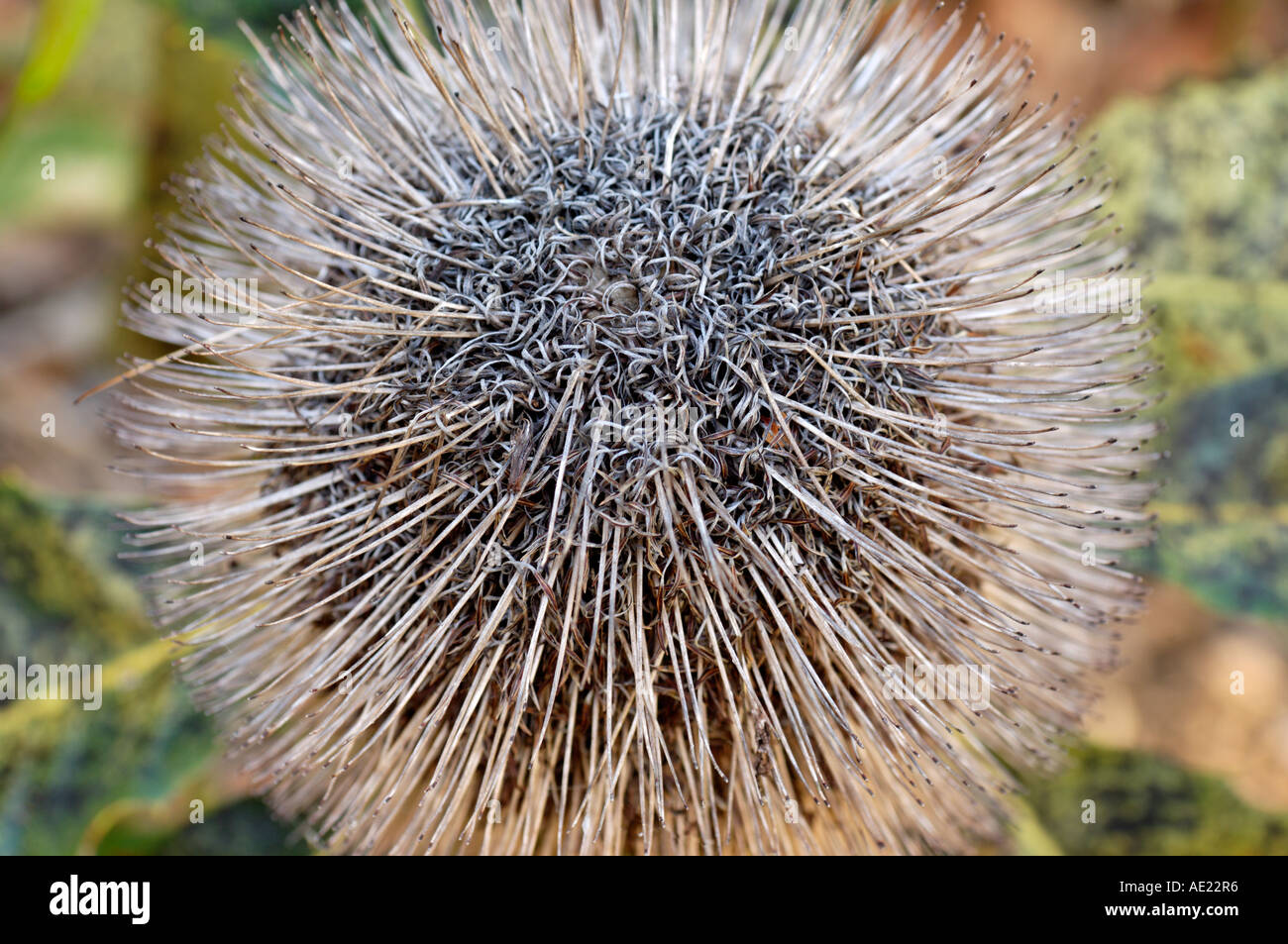 A close up high angle view of the top of a Swamp Banksia flower spike. Stock Photo
