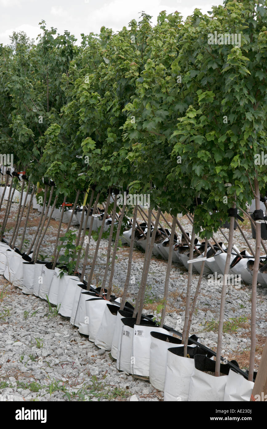 Valparaiso Indiana,Windy Ridge Farms,nursery,young trees,root bags