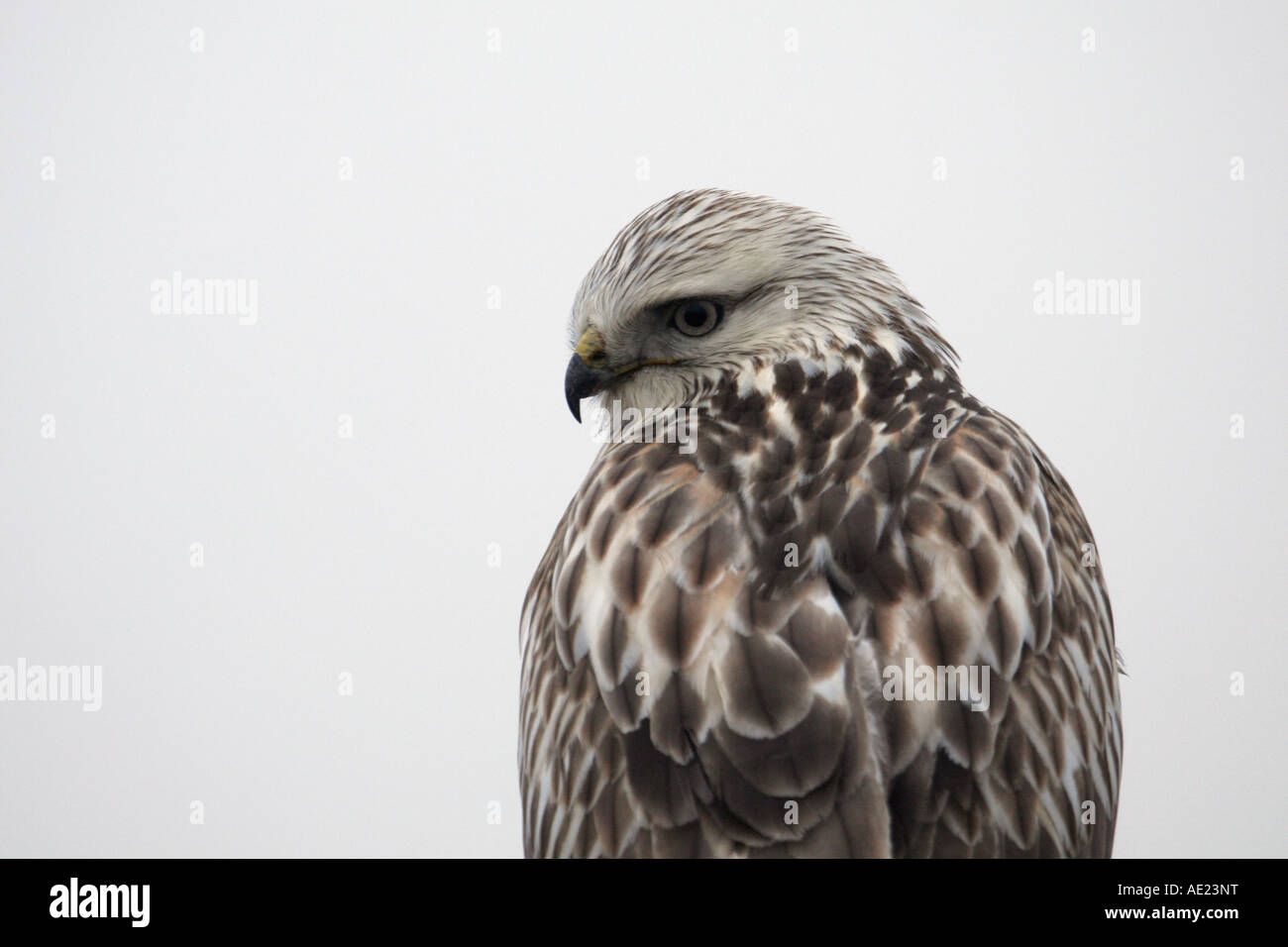 Rough legged hawk looking back over shoulder at camera close up Stock Photo