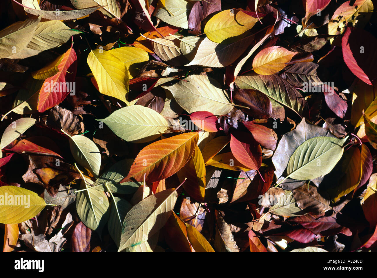 New england life hi-res stock photography and images - Alamy
