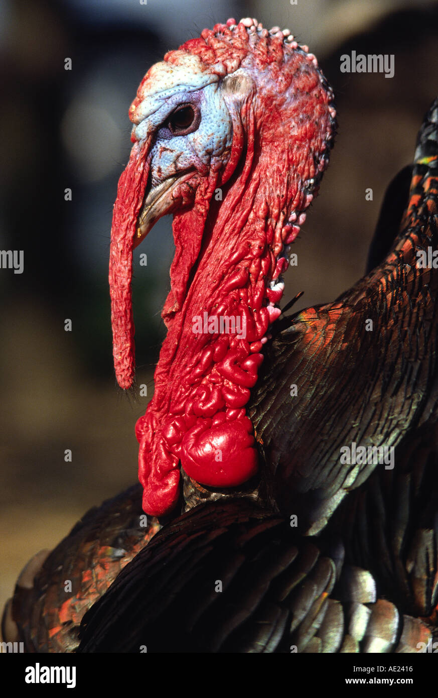 Tom turkey Stock Photo