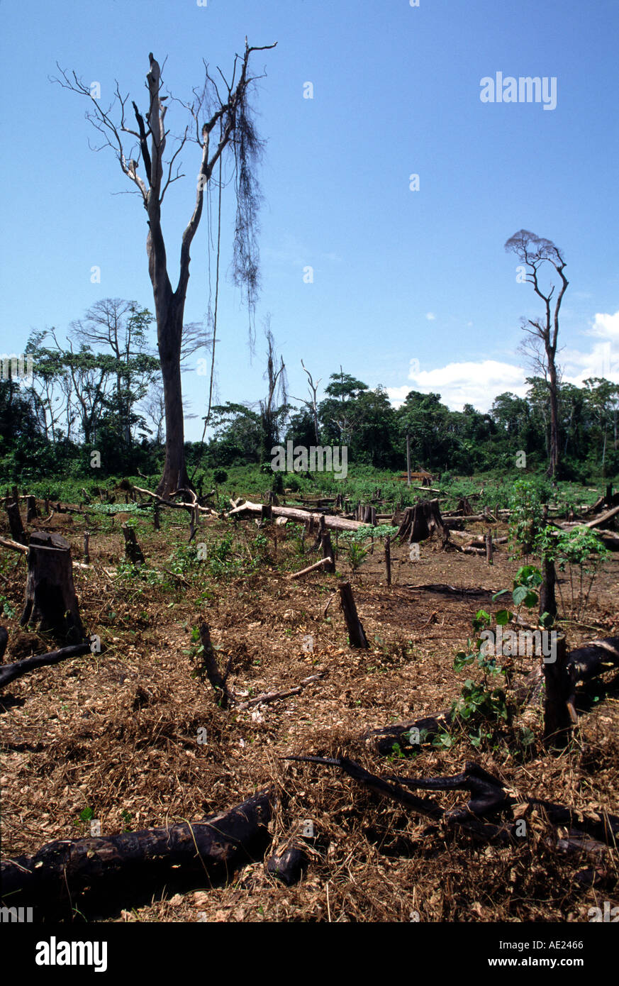 Deforestation hi-res stock photography and images - Alamy