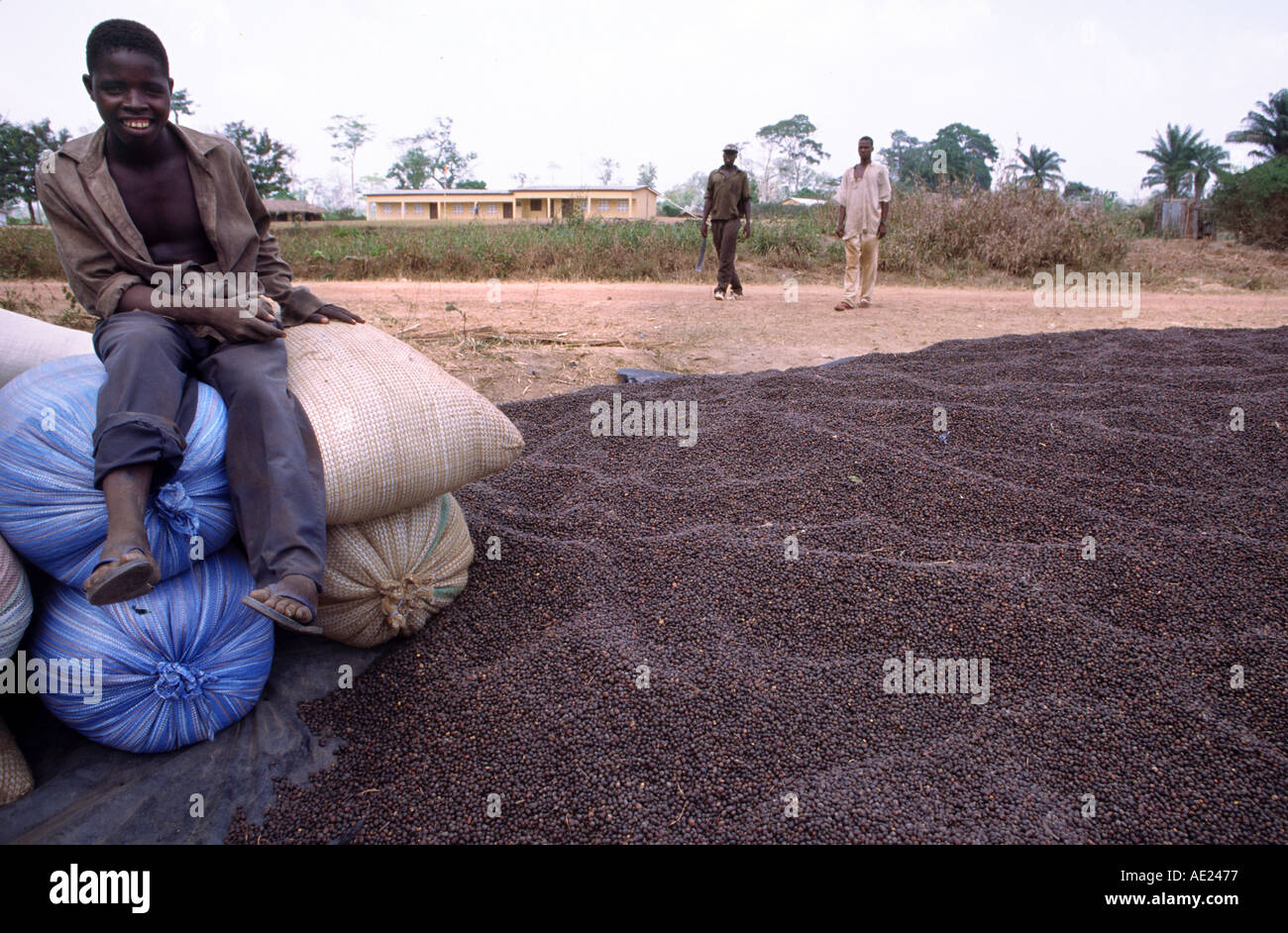 Cocoa beans drying in the sun, Ivory Coast Stock Photo