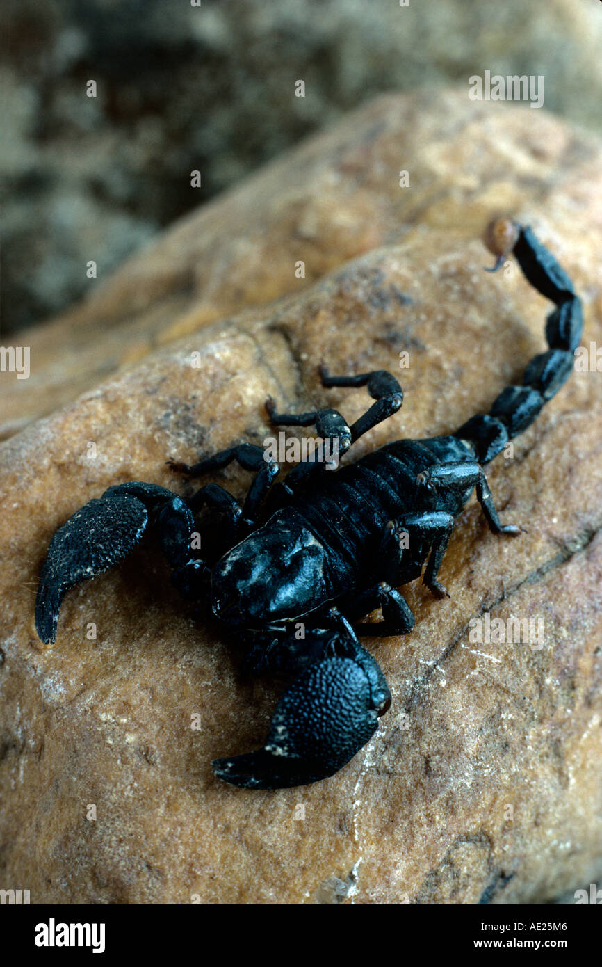 scorpion on rocks, Nigeria, Africa Stock Photo